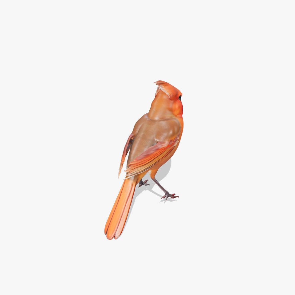 Scarlet Cardinal model pack